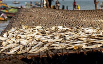 Afrobeats & Amapiano Club Nights – Senegambia Strip